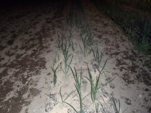 タマネギ　ヌカ　油かす　230422